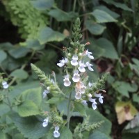 Teucrium heynei V.S.Kumar & Chakrab.